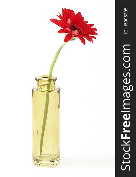 Flower in small bowl isolated on white background