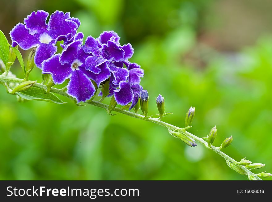 Thai Purple Flower