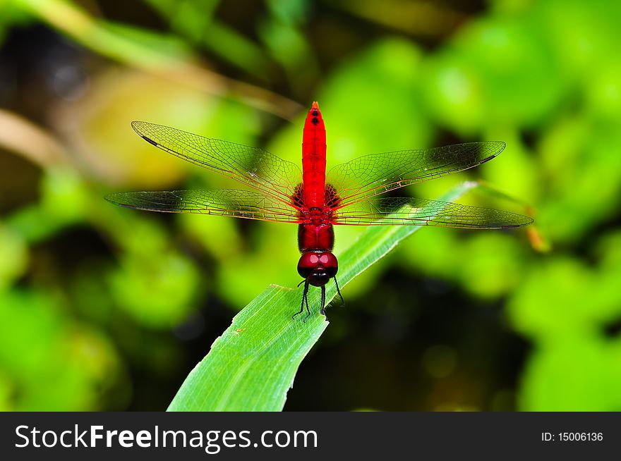 Red Dragonfly at a garden
