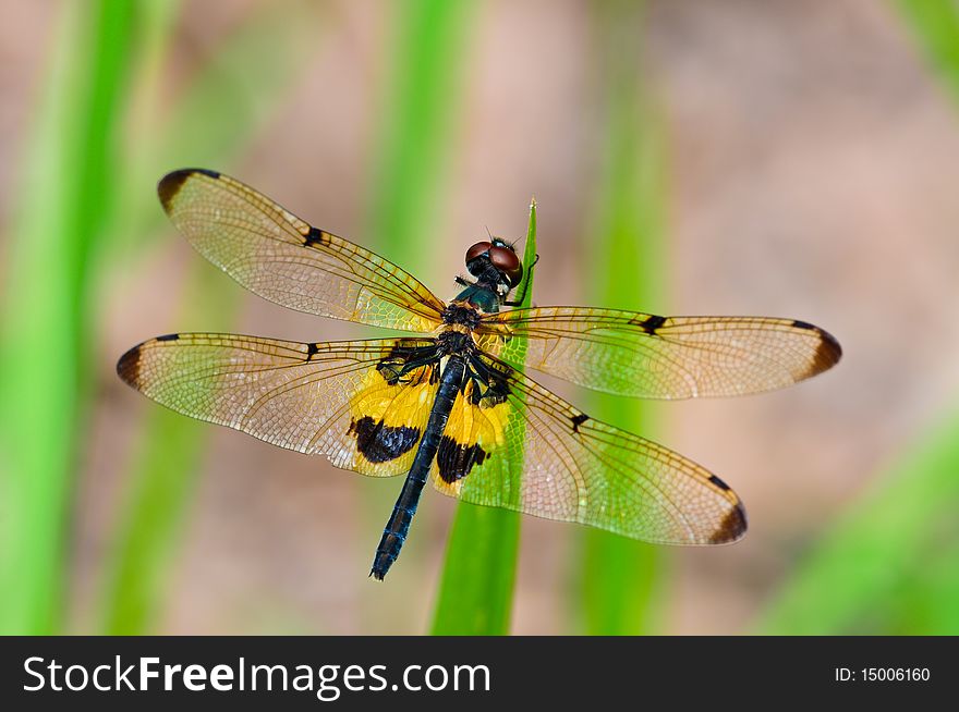 Beautiful Dragonfly at a garden