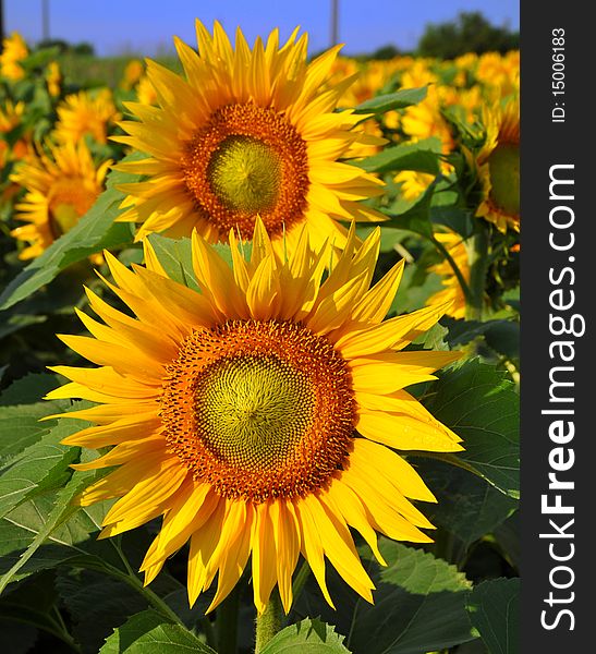 Fresh gold sunflowers under the blue sky