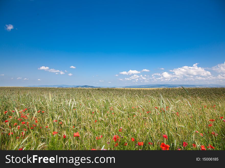 Romanian Countryside