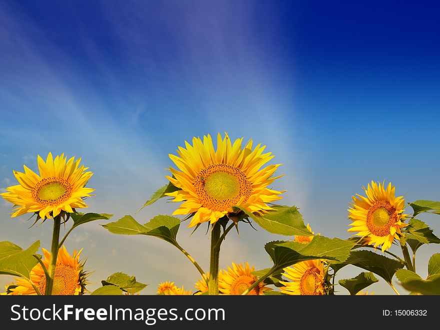 Fresh gold sunflowers under the blue sky. Fresh gold sunflowers under the blue sky