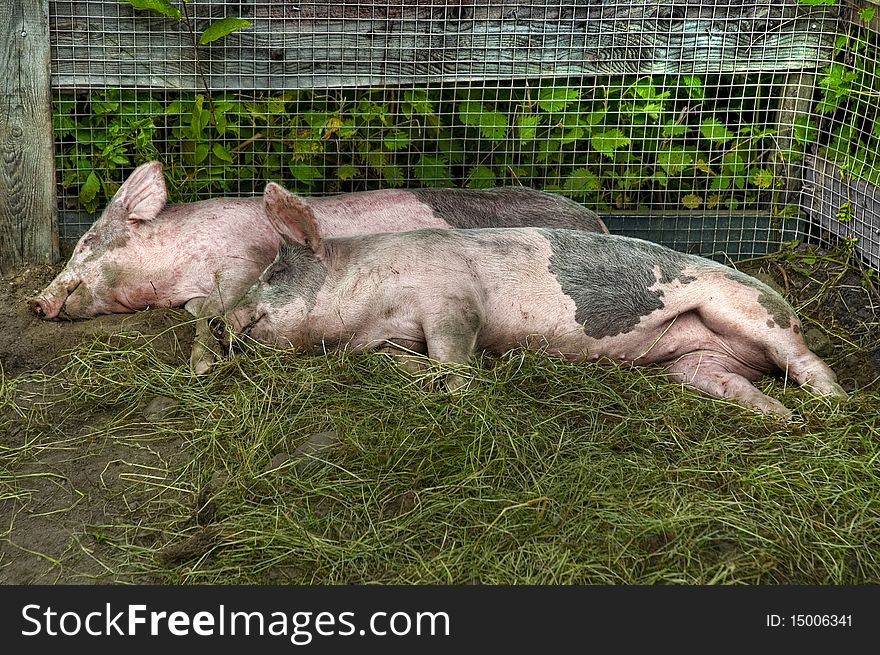 Two cute pigs resting in an open cage. Two cute pigs resting in an open cage.