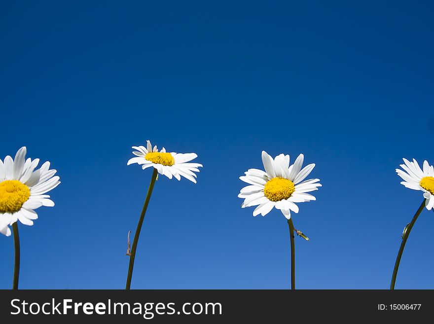 Four camomiles in the sky