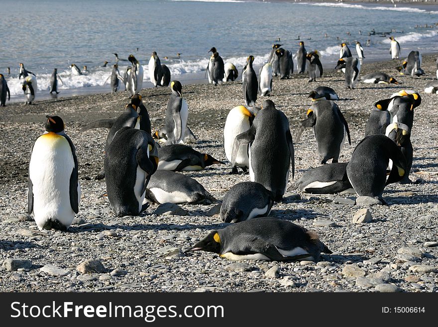 Colony Of King Penguin In South Georgia