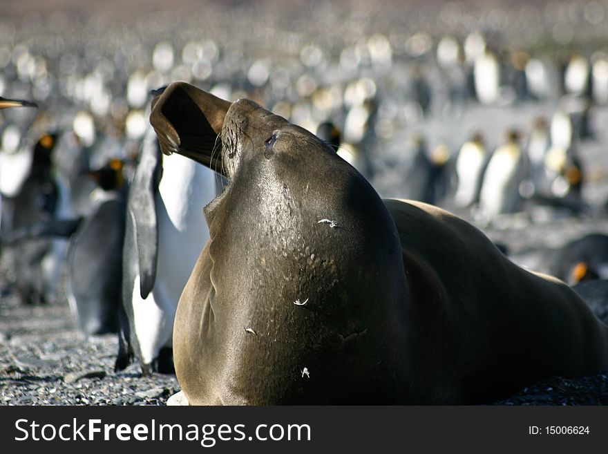 Seal Yawning On The Beach Full Of Penguins