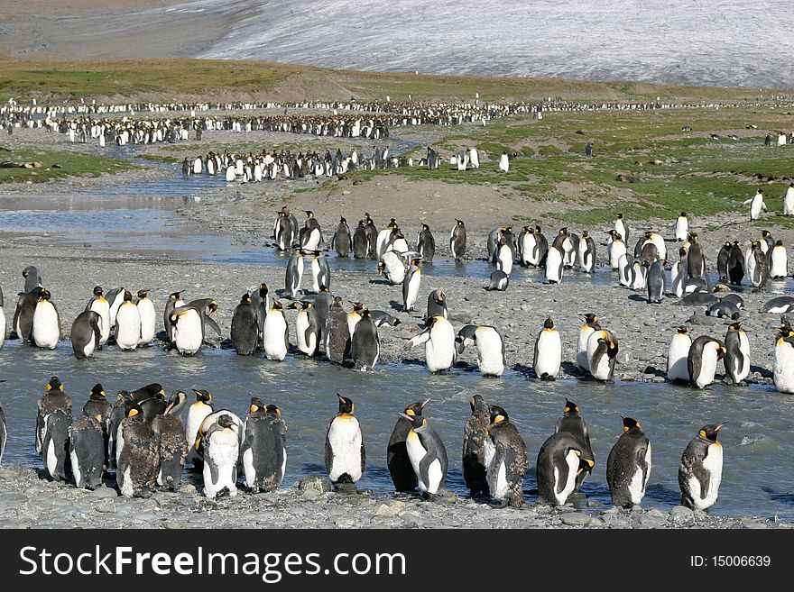Big colony of king penguins in beach in South Georgia. Big colony of king penguins in beach in South Georgia