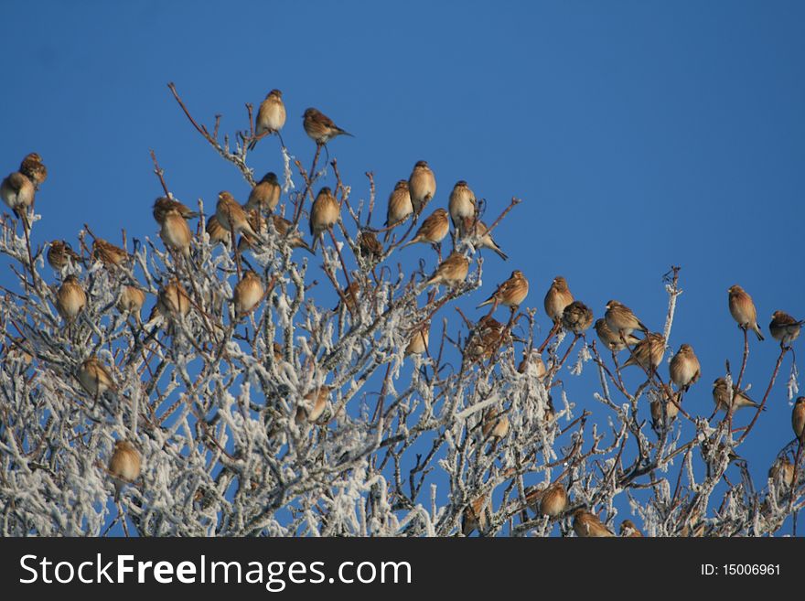 A flock of reed bunting