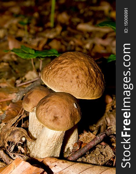 A photo of  white mushrooms