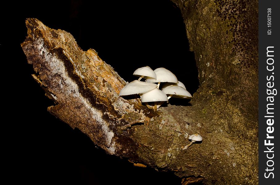A photo of  mushroom in the forest