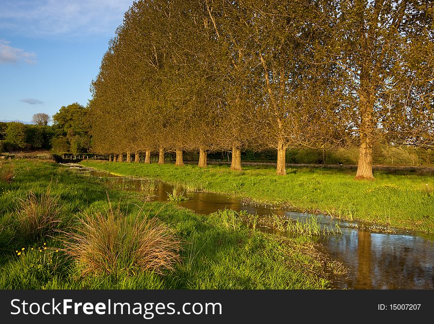 Evening sun on the poplar tree lined River Allen , near Wimborne St Giles , Dorset , UK. Evening sun on the poplar tree lined River Allen , near Wimborne St Giles , Dorset , UK