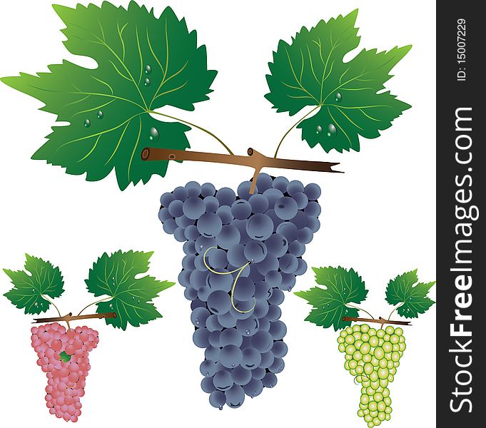 Three cluster of grapes. Vector illustrator.