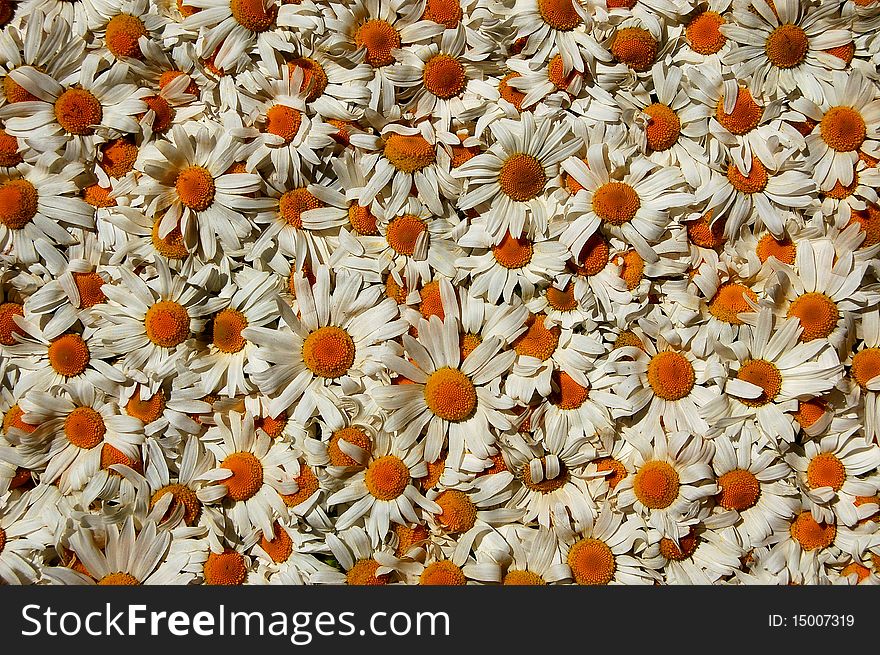 A carpet made of plenty of flowers of camomiles