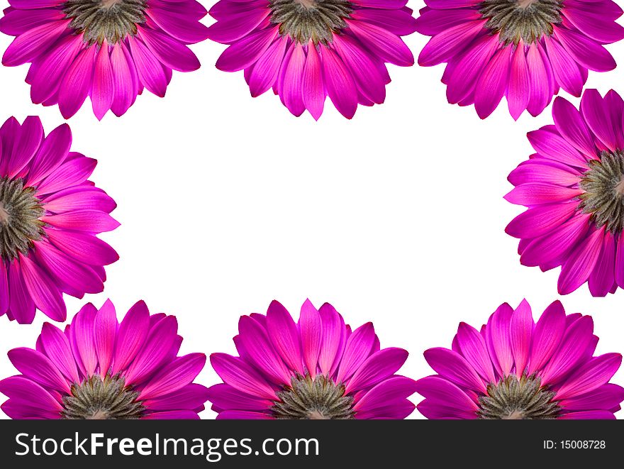 Frame of pink flowers isolated on white background