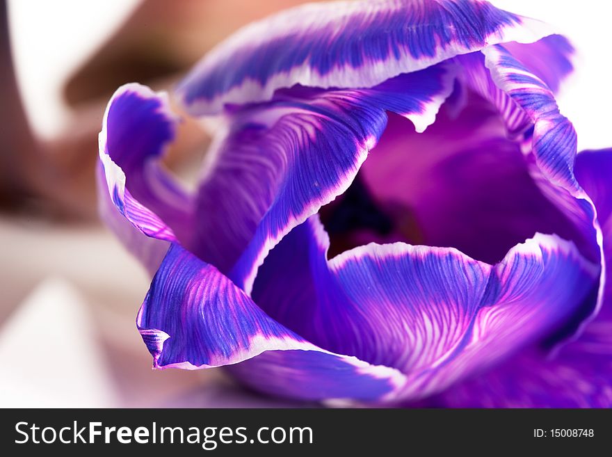 Violet tulip isolated on white background