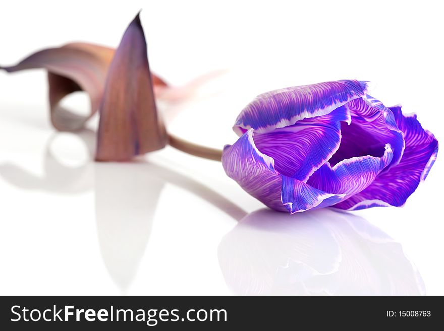 Violet tulip isolated