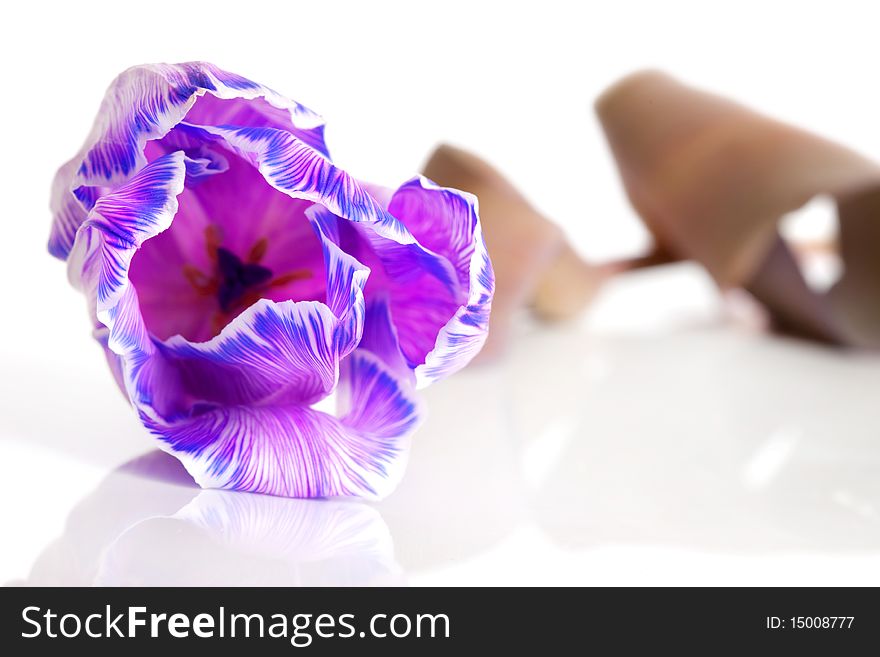 Violet tulip isolated on white background