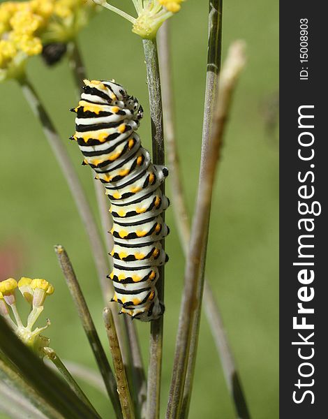 Caterpillar of a swallowtail butterfly eating a plant. Caterpillar of a swallowtail butterfly eating a plant.