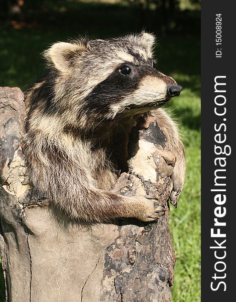 Stuffed raccoon coming out of a log by the art of taxidermy. Stuffed raccoon coming out of a log by the art of taxidermy.