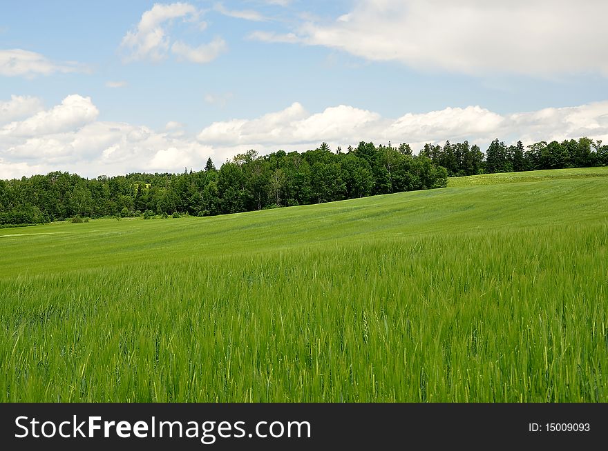 Wide open field of Barley being grown for harvest in Carleton County in the province of New Brunswick in Canada. Wide open field of Barley being grown for harvest in Carleton County in the province of New Brunswick in Canada.