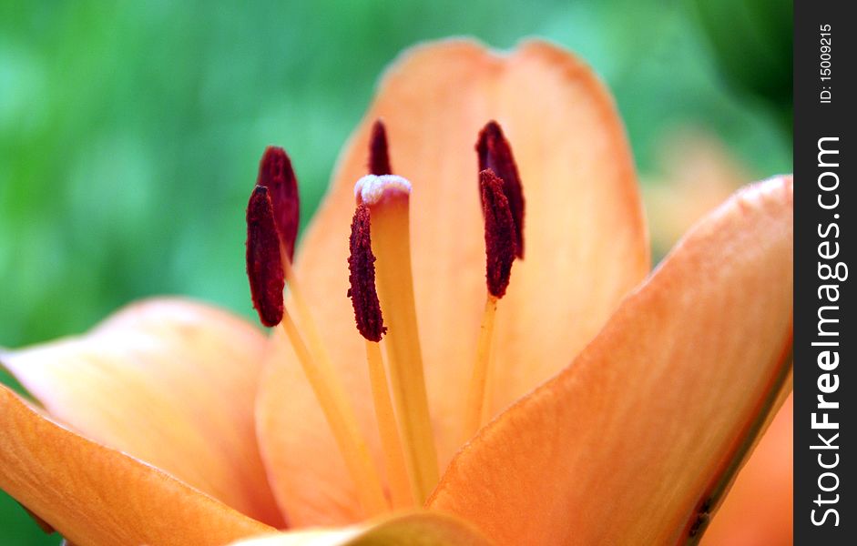 Lilium bulbswhite in the orange colours and macro details of stamen. Lilium bulbswhite in the orange colours and macro details of stamen