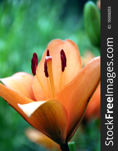 Lilium  bulbswhite in the orange colours and macro details of stamen. Lilium  bulbswhite in the orange colours and macro details of stamen