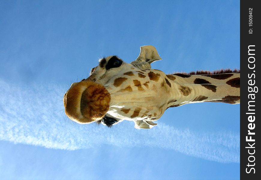 A extreme close-up of a giraffe in Fossil Rim, TX. A extreme close-up of a giraffe in Fossil Rim, TX