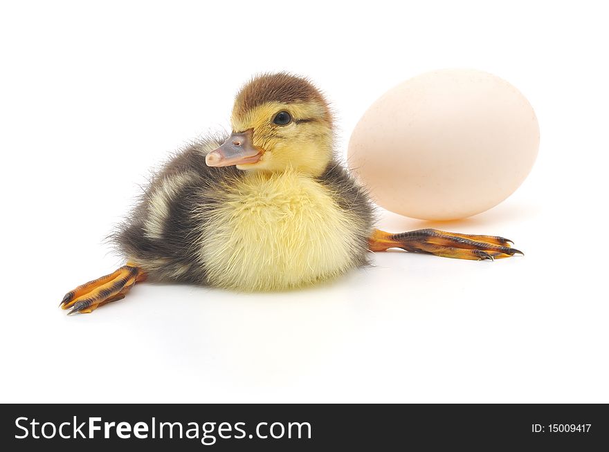 Adorable yellow and black duckling standing on a white background. Adorable yellow and black duckling standing on a white background