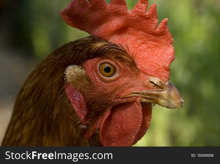 Head of a red Chicken