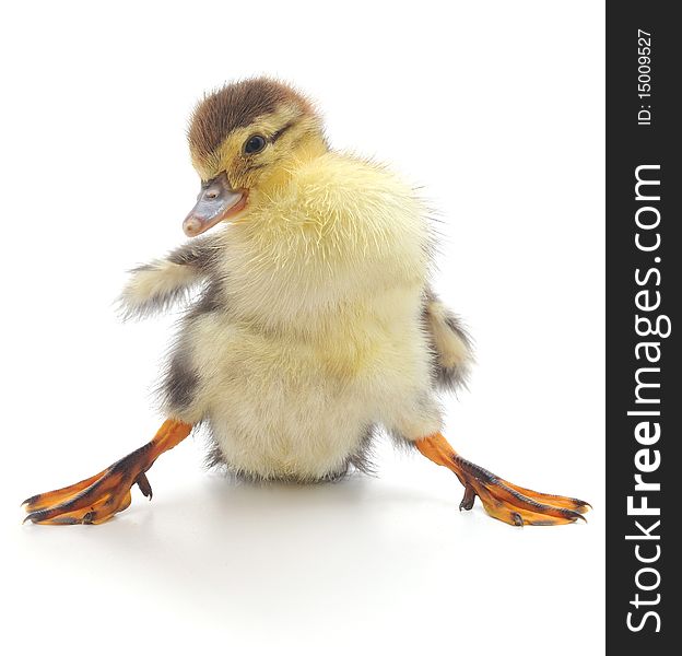 Adorable yellow and black duckling standing on a white background. Adorable yellow and black duckling standing on a white background