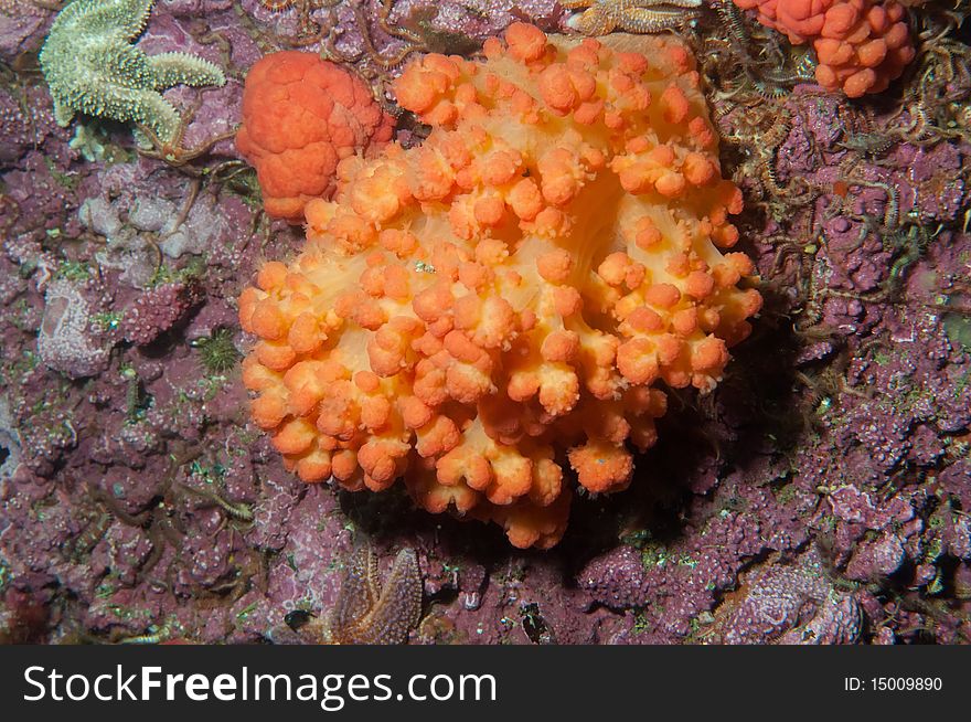 A sea raspberry catch in the cold water of the st-lawrence gulf