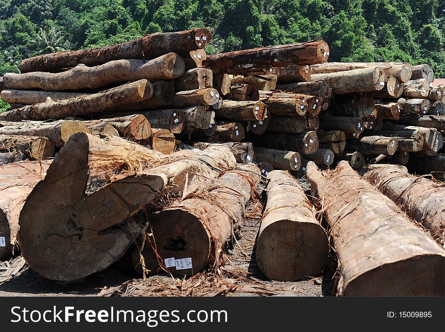 A pile of trunk wood with tag,ready to process. A pile of trunk wood with tag,ready to process