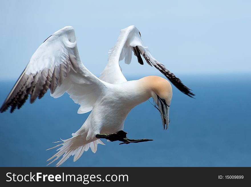 Nice view of a bird landing close to the ocean. Nice view of a bird landing close to the ocean