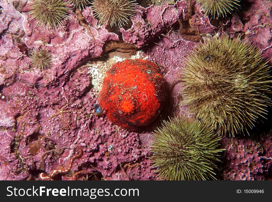 A sea tomato catch in the cold water of the st-lawrence gulf