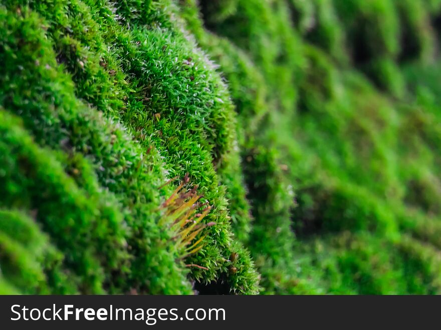 Closeup with a small area of ​​sharply depicted space of beautiful green moss on the surface of tree bark