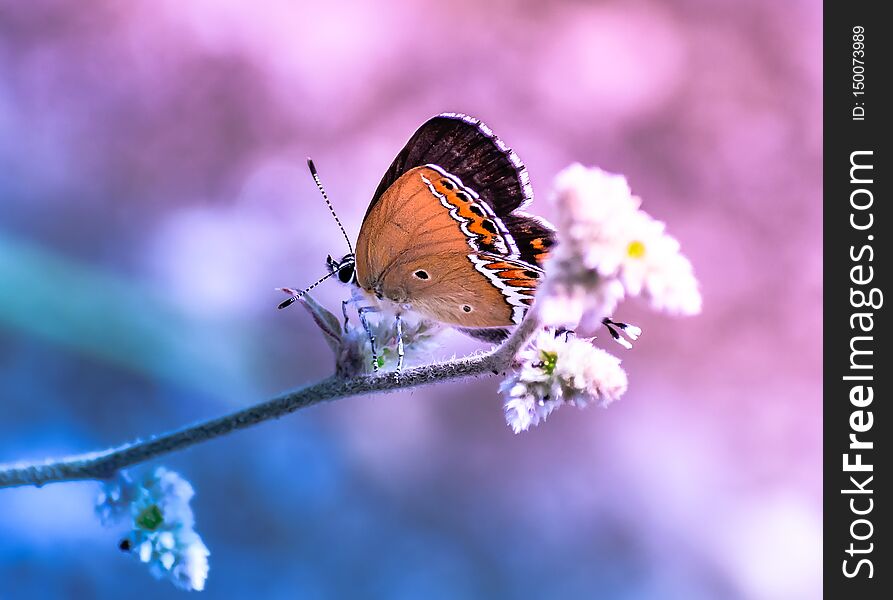 Dreamy butterfly sitting on flower pink blue background