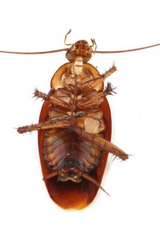 Cockroach Stock Photos Cockroach Stock Photos