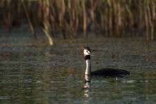 Great Crested Grebe Stock Photos Great Crested Grebe Stock Photos