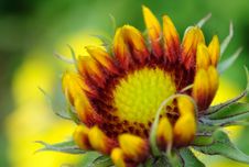 Budding Coneflower Stock Photo Budding Coneflower Stock Photo