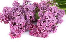 Lilac Stock Photos Lilac Stock Photos