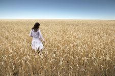 Field Of Rye Stock Images Field Of Rye Stock Images