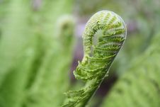 Beautiful Leaf Of The Fern Royalty Free Stock Photo Beautiful Leaf Of The Fern Royalty Free Stock Photo