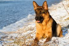 German Shepherd Stock Image German Shepherd Stock Image