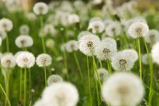 Dandelion On Green Grass Background Stock Photo Dandelion On Green Grass Background Stock Photo