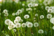 Dandelion On Green Grass Background Royalty Free Stock Images Dandelion On Green Grass Background Royalty Free Stock Images