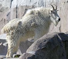 Rocky Mountain Goat 7 Stock Photo Rocky Mountain Goat 7 Stock Photo