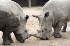 Rhinoceros Royalty Free Stock Image Rhinoceros Royalty Free Stock Image