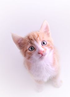 Cute Kitten Stock Images Cute Kitten Stock Images