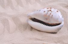 Sea Shell Stock Photography Sea Shell Stock Photography